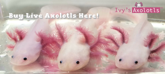 ivysaxolotls, best quality axolotls for sale