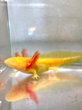 Ivy’s Choice GFP Sunrise Golden Albino baby (2.5-3 inches) LIMITED STOCK!