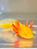 Ivy’s Choice GFP Sunrise Golden Albino baby (2.5-3 inches) LIMITED STOCK!
