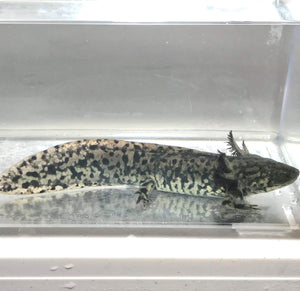 AUCTION: GFP Axolotl/Andersoni Hybrid