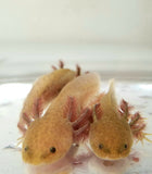 Ivy's Choice Bronzed Copper Axolotl baby with Fluffy Gills! (3.5-4.5 inches) LIMITED STOCK!