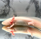 White Albino with Fused Gill #1 (SUB ADULT)