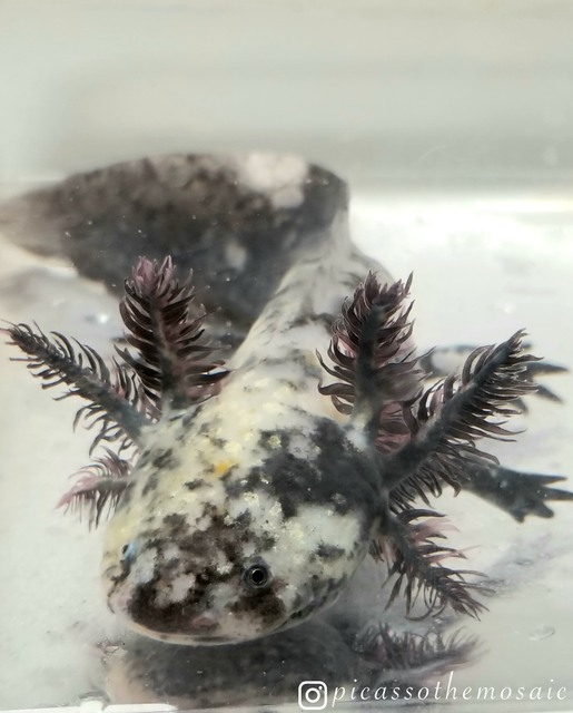 Picasso the Mosaic Axolotl, best quality axolotls for sale online 