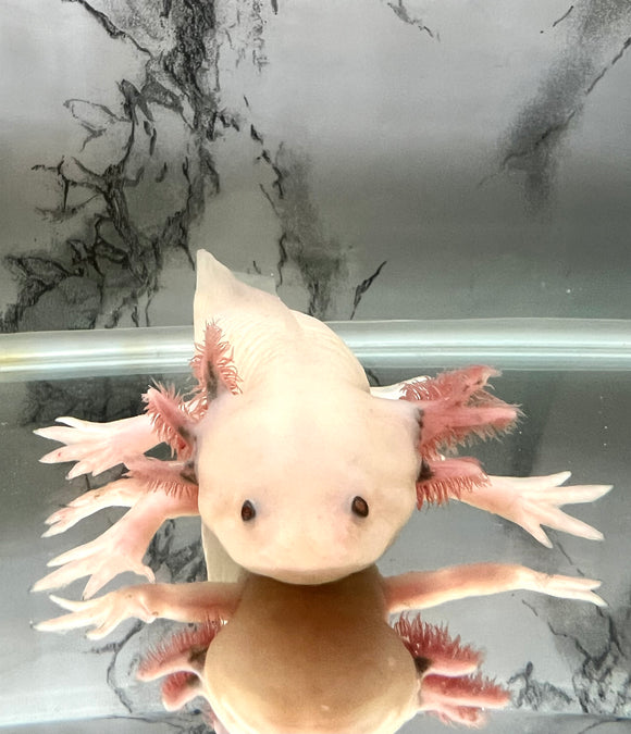 Axolotls For Adoption! 💕