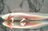 White Albino with Fused Gill #2 (SUB ADULT)