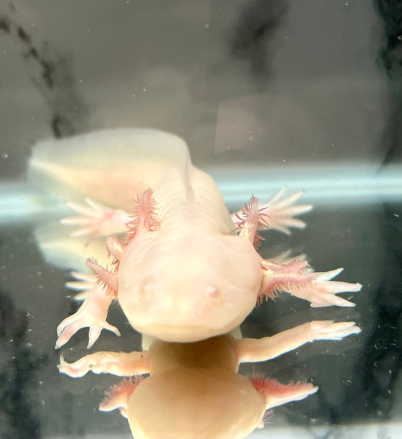 White Albino with Fused Gill #2 (SUB ADULT)