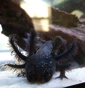 Ivy's Choice SUPER Black Melanoid baby with Fluffy Gills! (2.5-4inches) LIMITED STOCK!