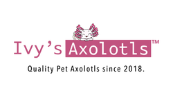 Ivy&#39;s Axolotls - Quality Pet Axolotls Since 2018