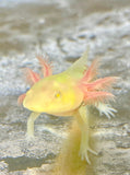 Ivy’s Choice GFP Albino baby with Fluffy Gills! (2.5-4 inches) LIMITED STOCK!