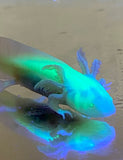 Ivy’s Choice GFP Albino baby with Fluffy Gills! (2.5-4 inches) LIMITED STOCK!