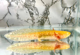 Ivy’s Choice SUPER High Irridophores Sunrise Golden Albino (SUPER RARE) LIMITED STOCK ONLY!