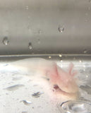 Ivy’s Choice White Albino baby with Fluffy Gills! (2.5-4 inches) LIMITED STOCK