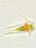 Ivy's Choice Highlight GFP Lucy with Fluffy Gills! (2.5-4 inches) LIMITED STOCK ONLY!