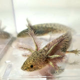 Ivy’s Choice Fluffy Green Wild Type! (2.5-4 inches) LIMITED STOCK ONLY!