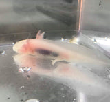 Albino Axolotl #3