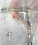 Albino Axolotl #3