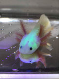 High gfp Lucy/Leucistic #8