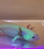 Clean Gfp Lucy/Leucistic Axolotl #1