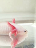 Sub Adult Freckled Lucy/Leucistic #1