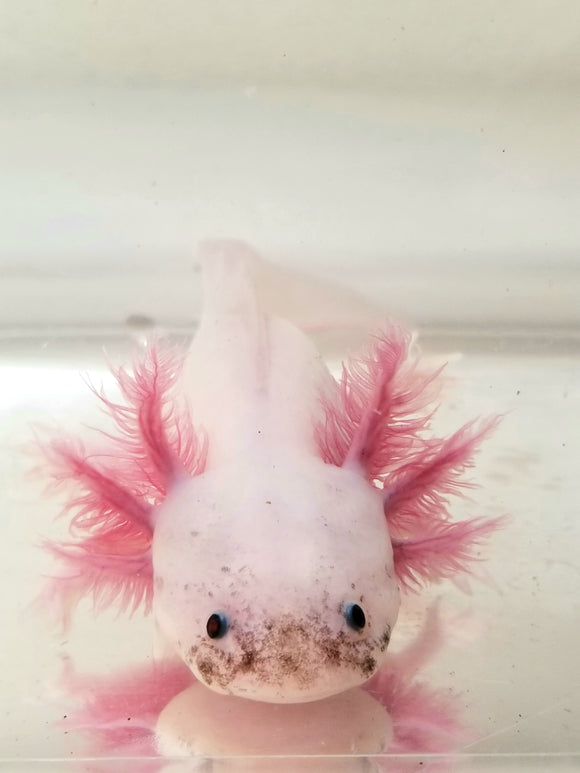 Super Dirty Blue Gilled Lucy/Leucistic #4
