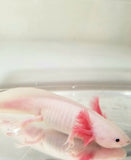 Dirty Blue Gilled Lucy/Leucistic #5