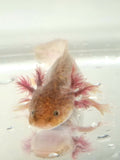 Copper Axolotl #2
