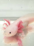 Freckled Lucy/Leucistic #1