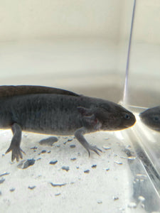 Melanoid Male Axolotl