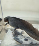 Melanoid Male Axolotl