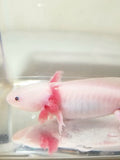 Male Blue Gilled Lucy/Leucistic #1