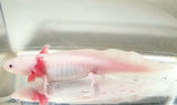 Male Blue Gilled Lucy/Leucistic #1