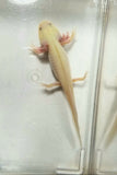 Clean Gfp Blue Gilled Lucy/Leucistic #1