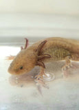 Male Adult Copper Axolotl #1