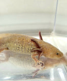 Male Adult Copper Axolotl #1