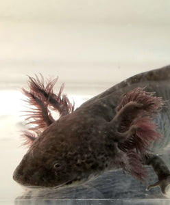 Male Wild Type Axolotl #1