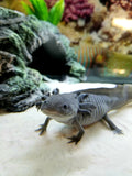 Ivy's Choice Black Melanoid baby with Fluffy Gills! (2.5-4 inches) ASAP Reservation!