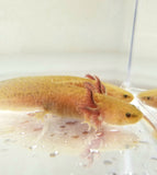 Ivy's Choice Bronzed Copper Axolotl baby with Fluffy Gills! (3-4 inches)