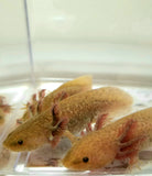 Ivy's Choice Bronzed Copper Axolotl baby! (2.5-4 inches) LIMITED STOCK!