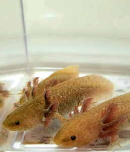 Ivy's Choice Bronzed Copper Axolotl baby (2.5-4 inches) with Fluffy Gills! NEW July-August WAITLIST! LIMITED SPOTS!