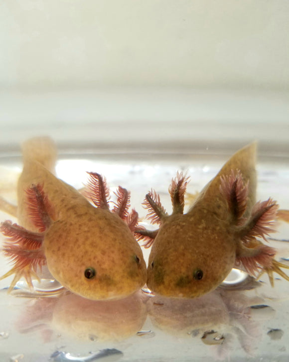 Ivy's Choice Bronzed Copper Axolotl baby with Fluffy Gills! (3-4 inches) LIMITED STOCK