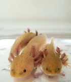 Ivy's Choice Bronzed Copper Axolotl baby! (2.5-4 inches) LIMITED STOCK