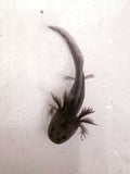 Black Melanoid Axolotl #2