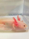 6 inch sub-adult Pink Lucy/Leucistic Axolotl #1