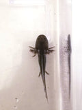 Black Melanoid Axolotl #3