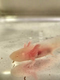 Albino Axolotl #1