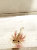 Dirty Lucy/Leucistic Axolotl #1