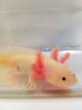 7 inch sub-adult Pink Lucy/Leucistic Axolotl gfp #2