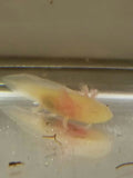Albino Gfp Axolotl #2