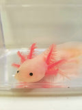 7 inch sub-adult Pink Lucy/Leucistic Axolotl #2
