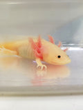 6 inch sub-adult Pink Lucy/Leucistic Axolotl gfp #1